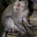 monkey_macaque_balinese_mf_ubud_v_1311_bal5032.jpg